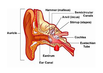 Childhood Fluctuating Conductive Hearing Loss