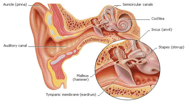 Audiometry Nursing